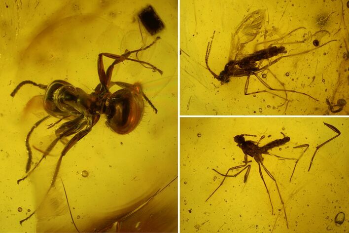 Detailed Fossil Ant (Formicidae) & Flies (Diptera) in Baltic Amber #159883